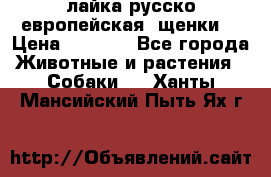 лайка русско-европейская (щенки) › Цена ­ 5 000 - Все города Животные и растения » Собаки   . Ханты-Мансийский,Пыть-Ях г.